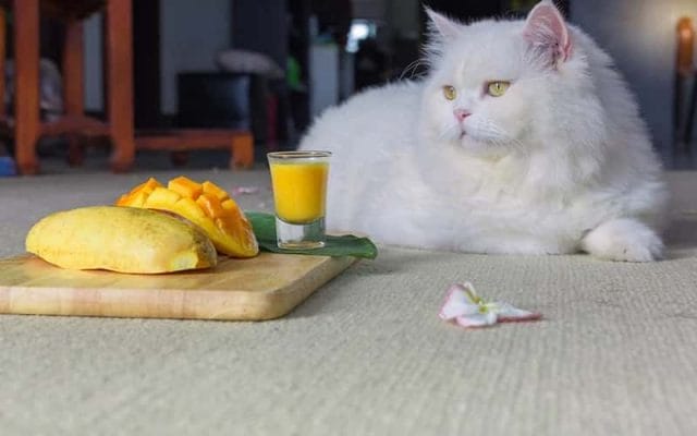 can-cats-eat-mangoes-are-mangoes-safe-for-cats