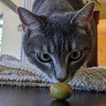 Can cats eat peach? Is peach safe for cats? – Petscaretip 2023