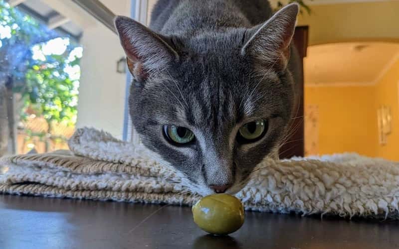 can-cats-eat-olives-all-you-need-to-know-1