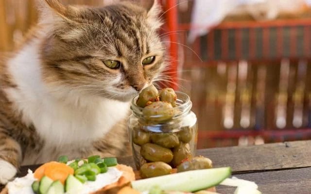 can-cats-eat-olives-all-you-need-to-know
