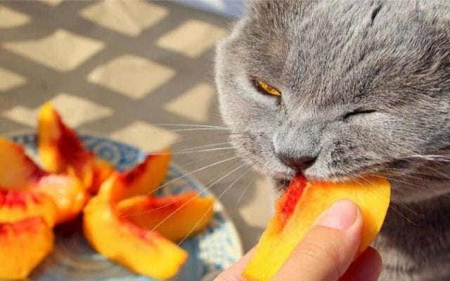can-cats-eat-peach-is-peach-safe-for-cats-1