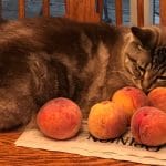 Can cats eat olives? All you need to know 2023 – Petscaretip
