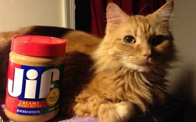 can-cats-eat-peanut-butter-1