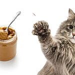 Can cat eat beans? Best tips for your pet 2023
