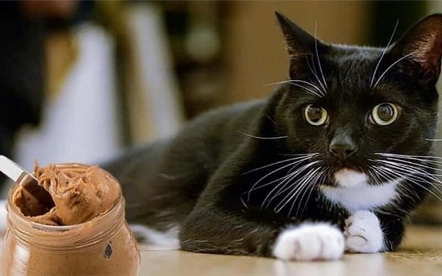can-cats-eat-peanut-butter-2