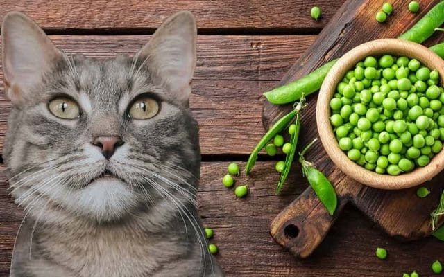 can-cats-eat-peas-is-pea-safe-for-cats-1