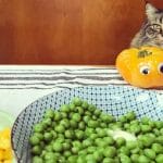 Can cats eat celery? All you need to know 2023 – Petscaretip