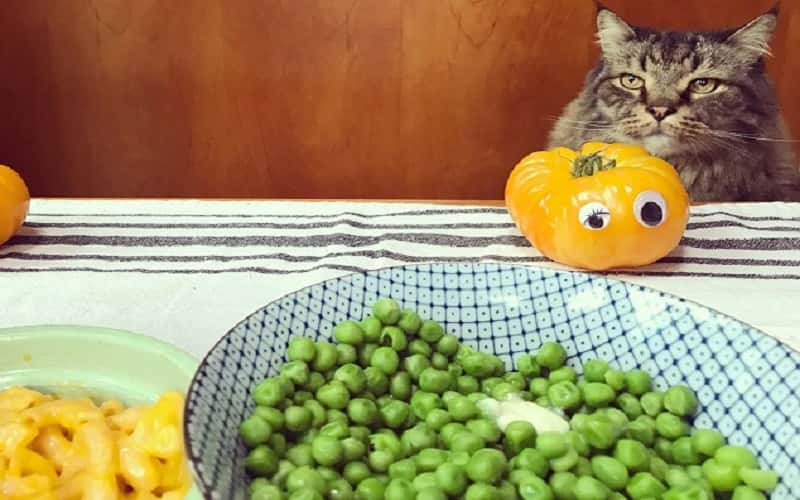 can-cats-eat-peas-is-pea-safe-for-cats