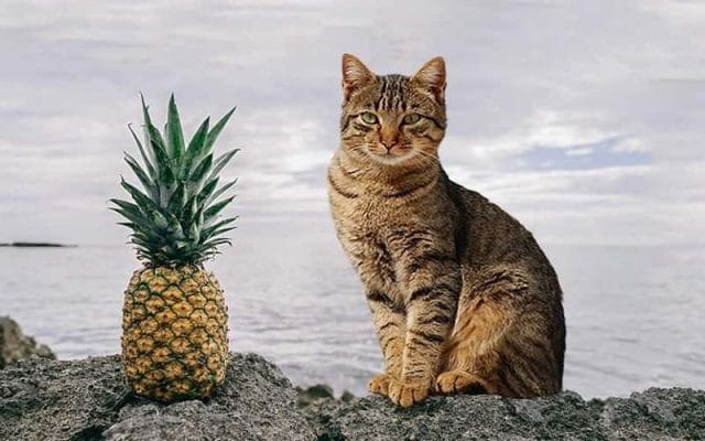 can-cats-eat-pineapple-all-you-must-know-2023-1