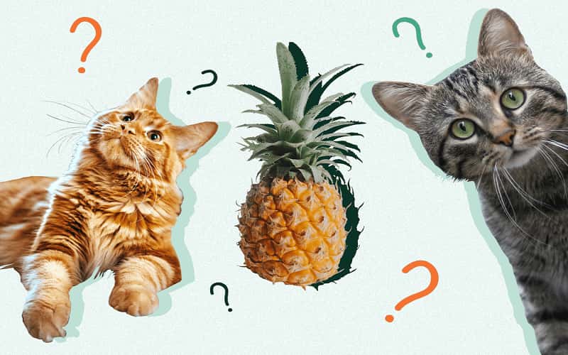 can-cats-eat-pineapple-all-you-must-know-2023-2