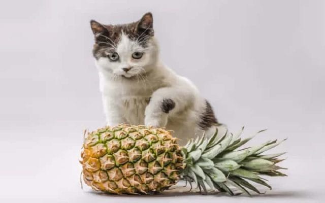 can-cats-eat-pineapple-all-you-must-know-2023