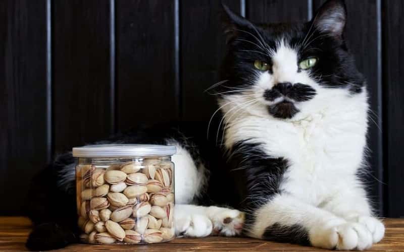 can-cats-eat-pistachio-all-you-need-to-know-1