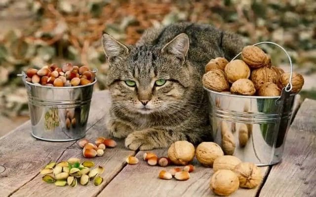 can-cats-eat-pistachio-all-you-need-to-know