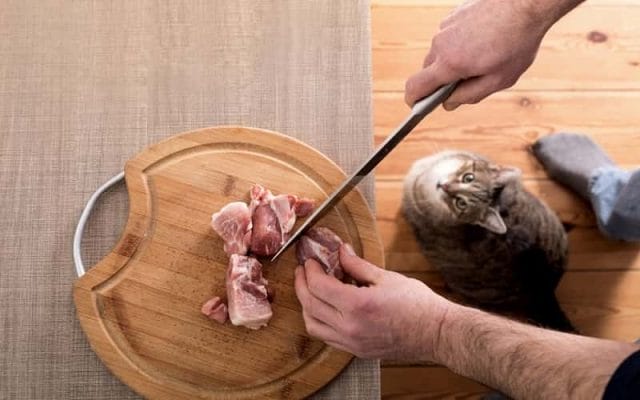 can-cats-eat-pork-is-pork-bad-for-cats-1