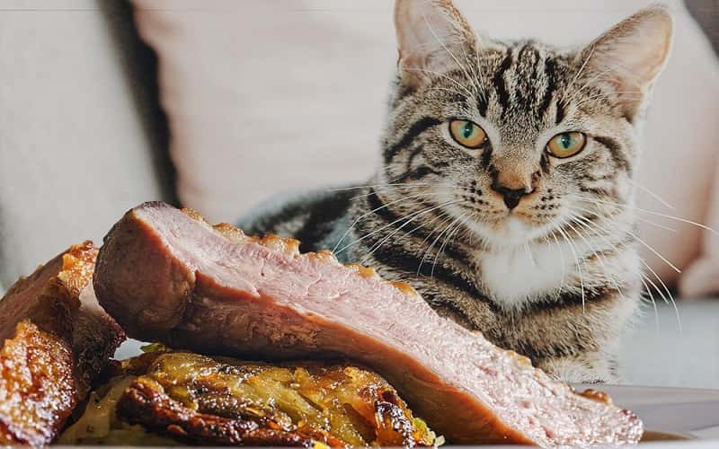 can-cats-eat-pork-is-pork-bad-for-cats-2