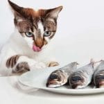 Can cats eat almonds? Are almonds poisonous to cats? – Tips 2023