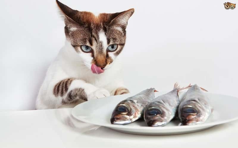 can-cats-eat-sardines-tips-for-cat-and-kitten-1