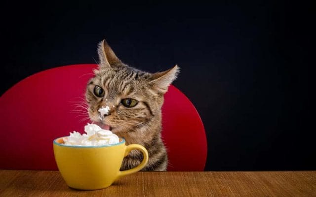 can-cats-eat-whipped-cream-is-it-bad-for-cats-1