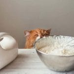 Can cats eat pork? Is pork bad for cats? Tips for cats ‘owners 2023!