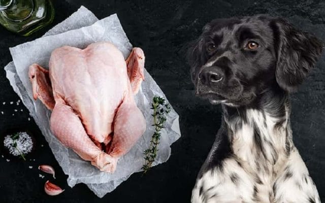can-dog-eat-raw-chicken-all-you-must-know-2023-2