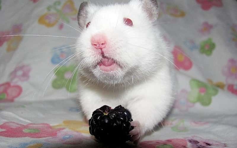 can-hamsters-eat-blackberries-all-you-need-to-know-1