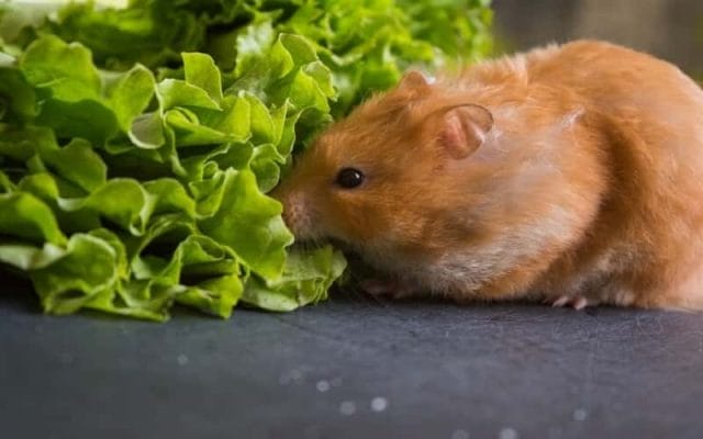 can-hamsters-eat-lettuce-what-you-need-to-know-1