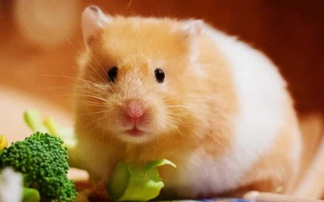 can-hamsters-eat-lettuce-what-you-need-to-know-2
