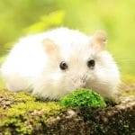 Can Hamsters Eat Watermelon? All You Need To Know 2023!