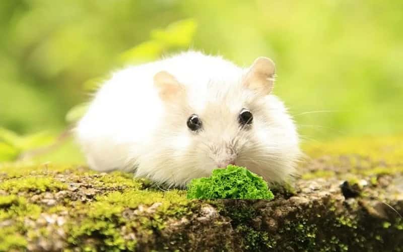 can-hamsters-eat-lettuce-what-you-need-to-know