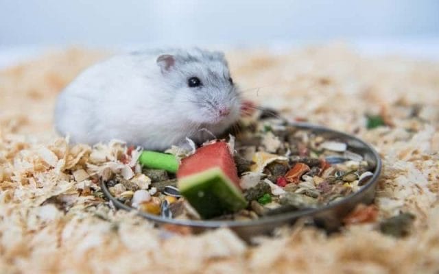 can-hamsters-eat-watermelon-all-you-need-to-know-2023-1
