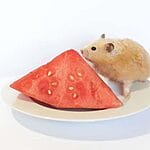 Can Hamsters Eat Lettuce? What You Need to Know 2023!