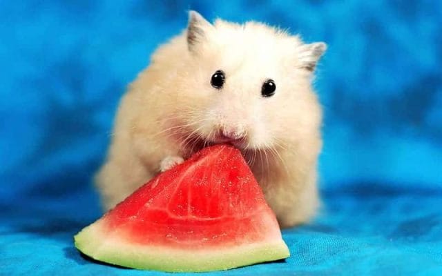 can-hamsters-eat-watermelon-all-you-need-to-know-2023-2