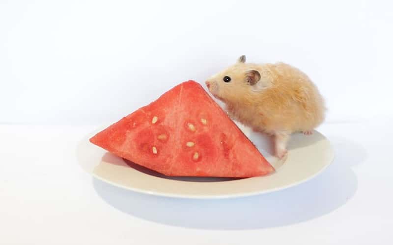 can-hamsters-eat-watermelon-all-you-need-to-know-2023