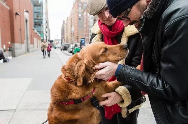 golden retriever showers new york with handshakes and hugs