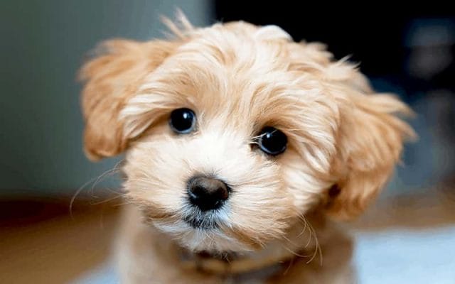 maltipoo-dog-breeds-13-facts-you-need-to-know-1
