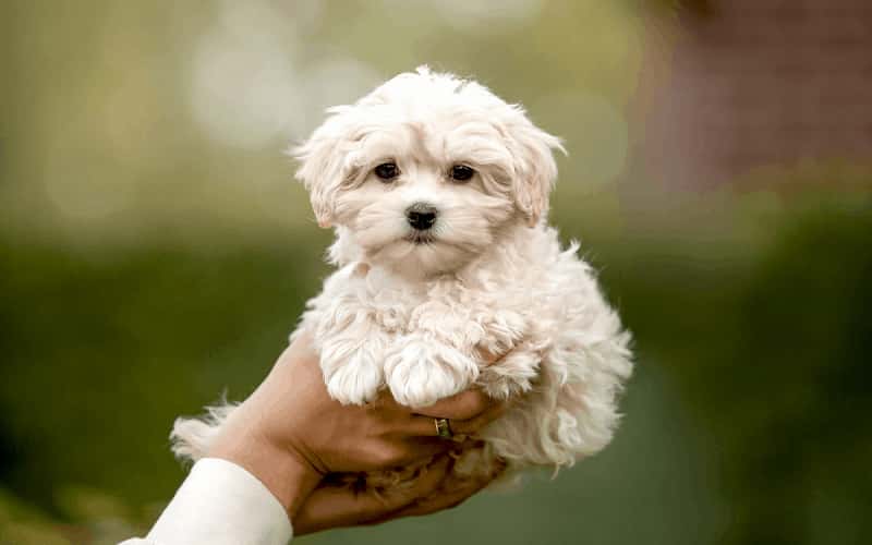 maltipoo-dog-breeds-13-facts-you-need-to-know-2