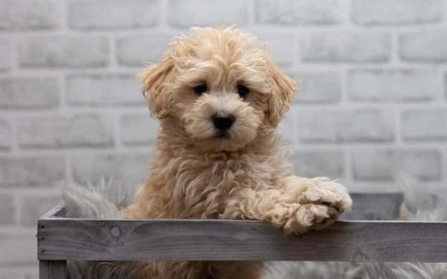 maltipoo-dog-breeds-13-facts-you-need-to-know-3