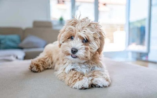 maltipoo-dog-breeds-13-facts-you-need-to-know