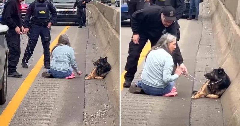 mujer detuvo trafico en autopista para rescatra a perrito atropellado.jpg