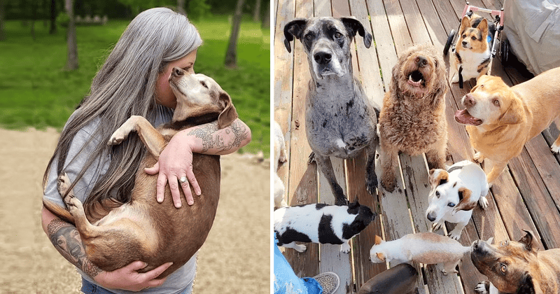 Unconditional Love at Whispering Willows Senior Dog Sanctuary