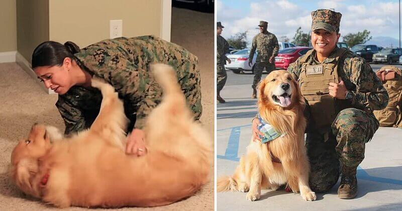 Adorable Golden Retriever Welcomes Marine Home 0 40 screenshot 1