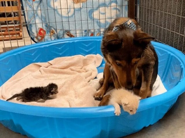 Mama Dog, having lost her puppies, finds solace in adopting three kittens - Cesar's Way