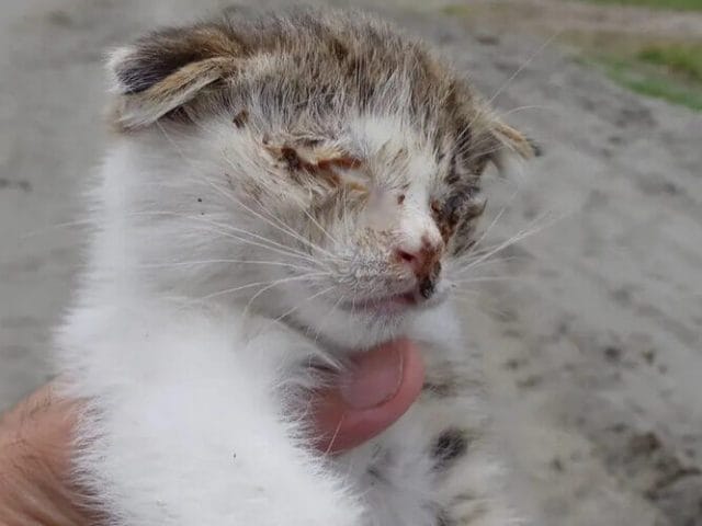 Heartbreaking scene - Abandoned blind cat left helpless by the roadside