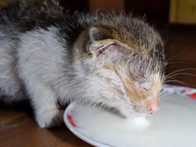 Dedicated veterinary care - Treating the blind cat's ailments at the shelter