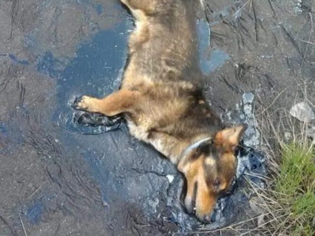 Trapped Dog in Tar - The Desperate Cry for Help in Suwałki, Poland