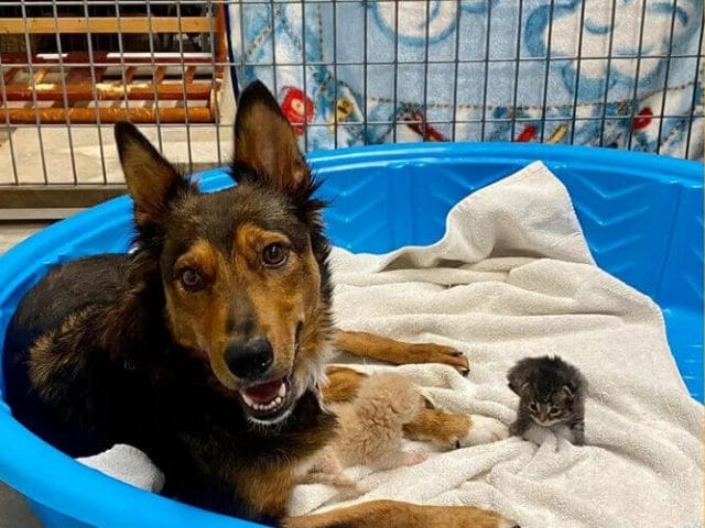 After losing her babies, a mama dog 'adopts' orphaned kittens
