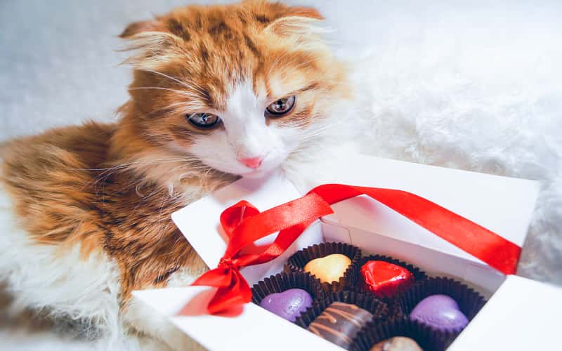 can-cat-eat-chocolate-all-you-need-to-know-1