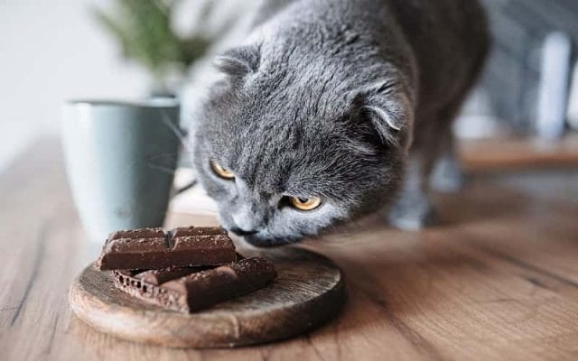 can-cat-eat-chocolate-all-you-need-to-know