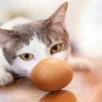 Can Cat Eat Chocolate? All You Need To Know – Petscaretip 2023