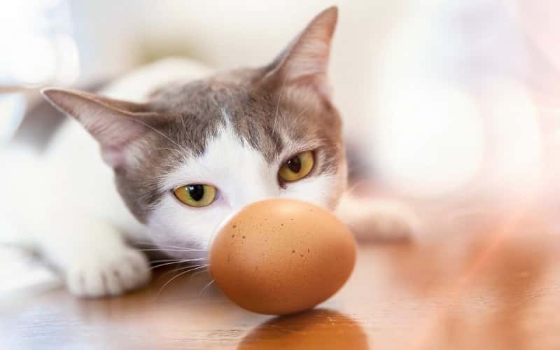 can-cat-eat-eggs-is-egg-safe-for-cats-1